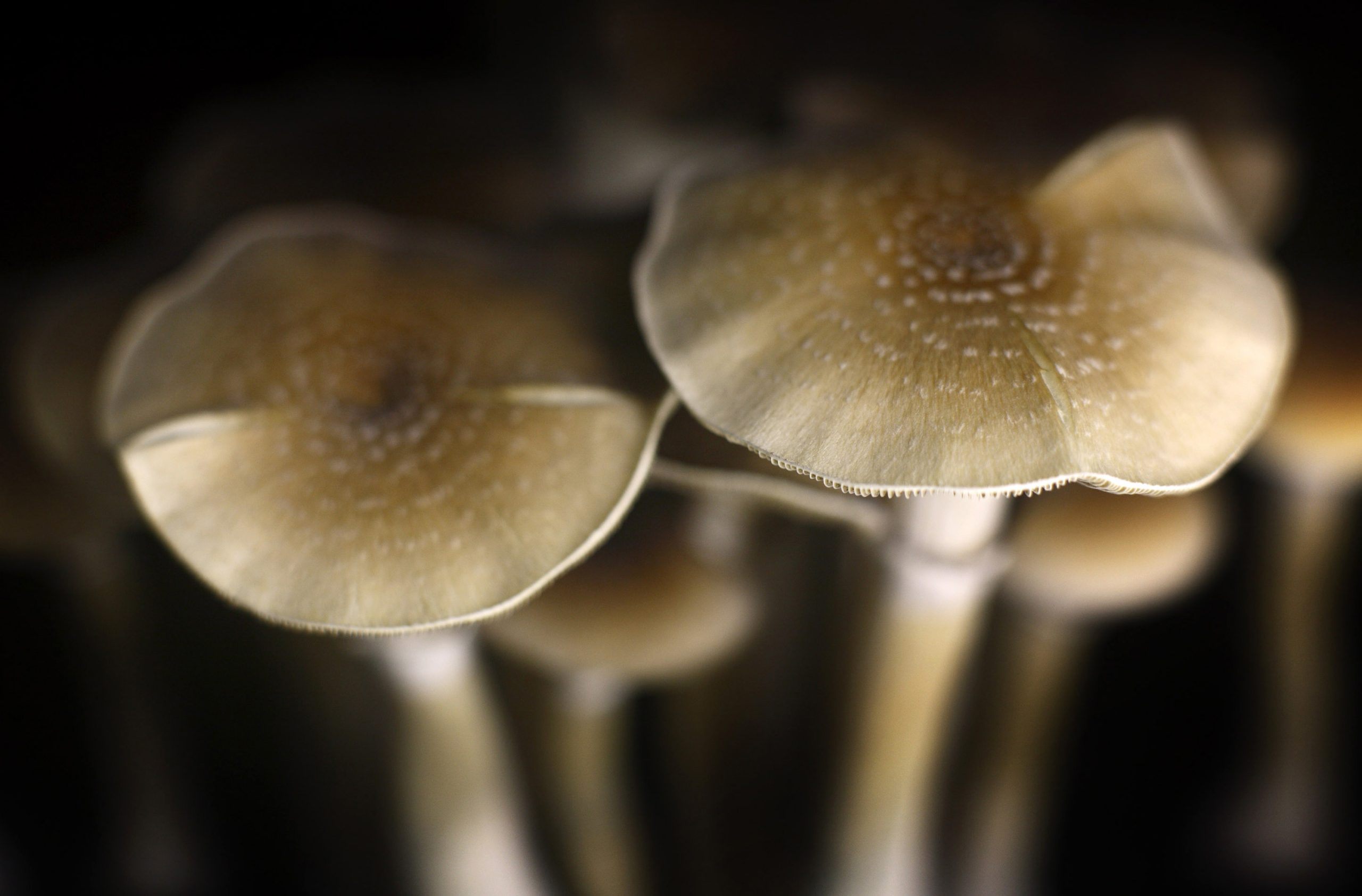 The Healing Power of Magic Mushrooms: How They Can Transform Your Well-Being